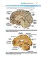 BRS Neuroanatomy (Board Review Series) Sixth Edition 2020